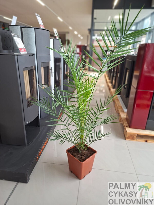 Phoenix Canariensis 130cm