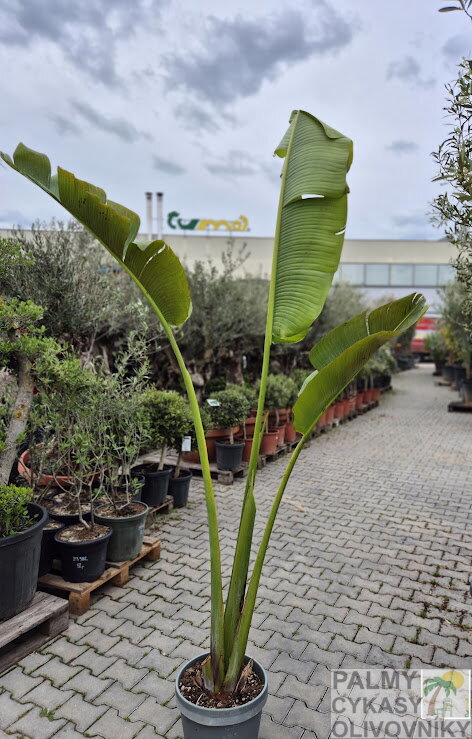 Ravenala Madagascariensis