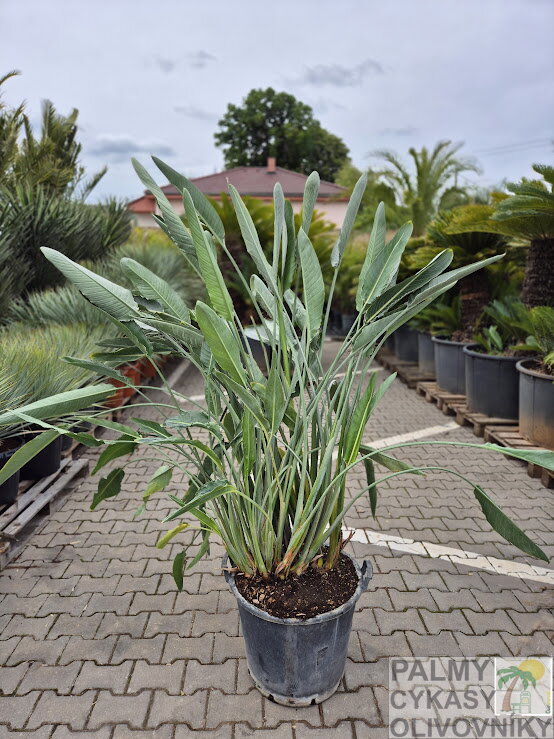 Strelitzia Reginae - strelícia kráľovská Strelitzia Reginae - strelícia kráľovská