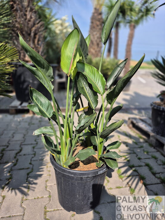 Strelitzia Reginae - strelícia kráľovská 100-120cm