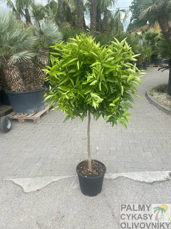 Citrus reticulata - mandarínka 15L Citrus reticulata - mandarínka 15L