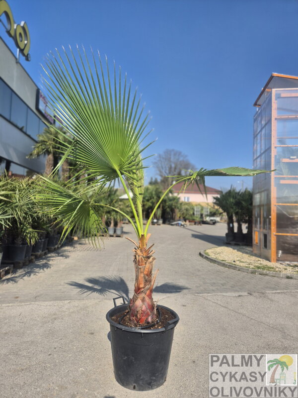 Washingtonia Robusta kmeň 30-50cm