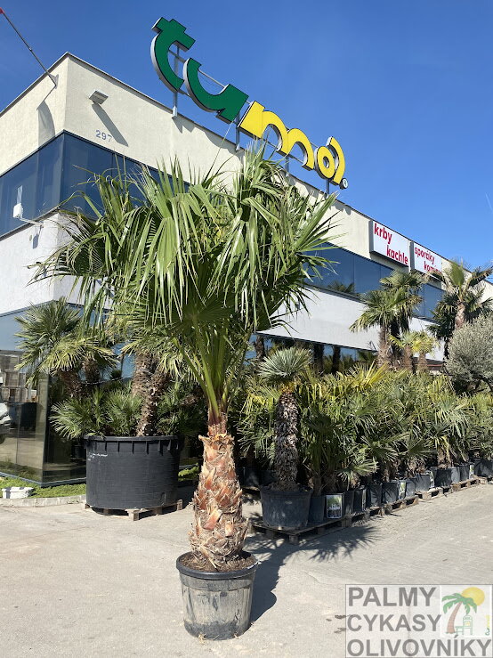 Washingtonia Robusta 100cm