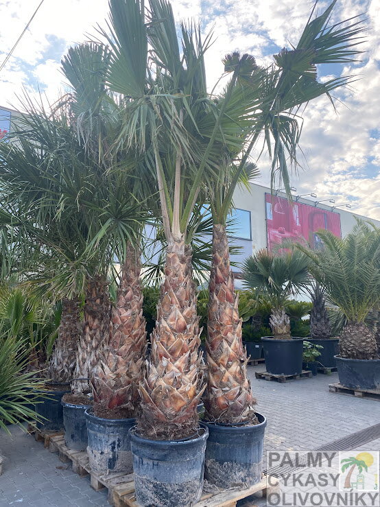 Washingtonia Robusta 