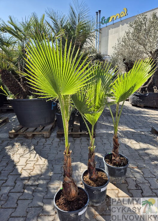 Washingtonia Robusta 120 - 140 cm Washingtonia Robusta 120 - 140 cm