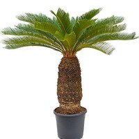 Cycas Revoluta - 10ks semien