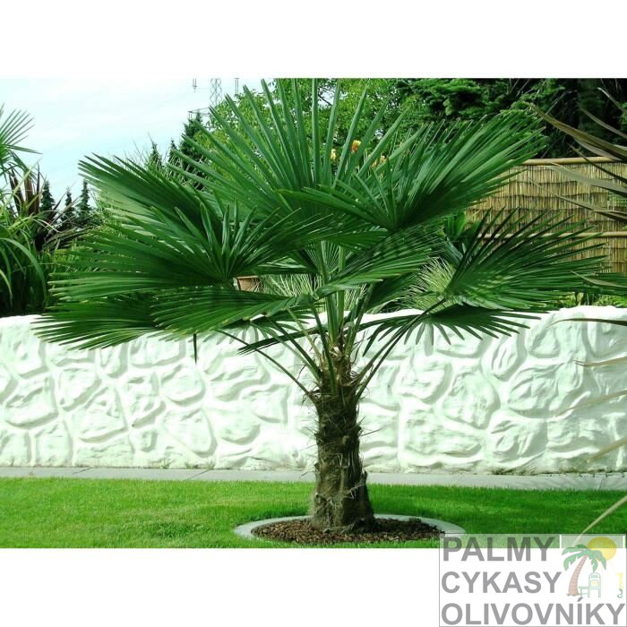 Trachycarpus Fortunei - 10ks semien