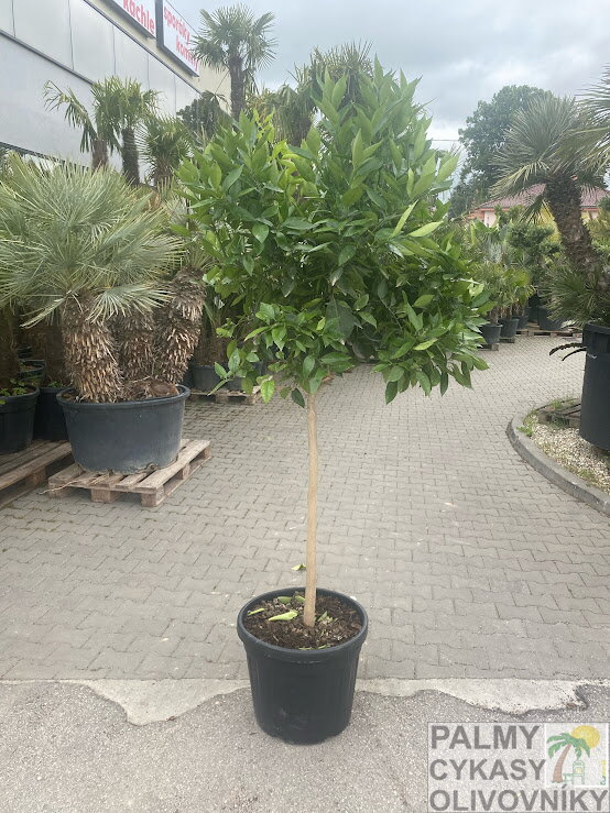 Citrus sinensis Washington navel - pomarančovník 45L Citrus sinensis Washington navel - pomarančovník 45L