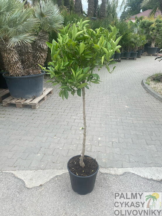Citrus sinensis - pomarančovník 15L výška 120-130cm Citrus sinensis - pomarančovník 15L výška 120-130cm