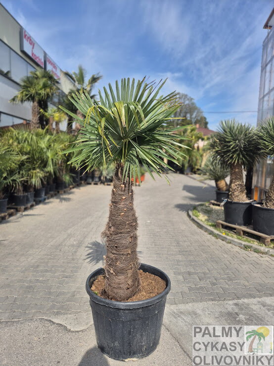 Trachycarpus Fortunei Galícia Lugo hrubé kmene výška 180-200 cm kmeň 105 cm