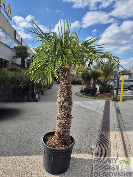 Trachycarpus Fortunei Galícia Lugo výška 220-250cm kmeň 125cm 