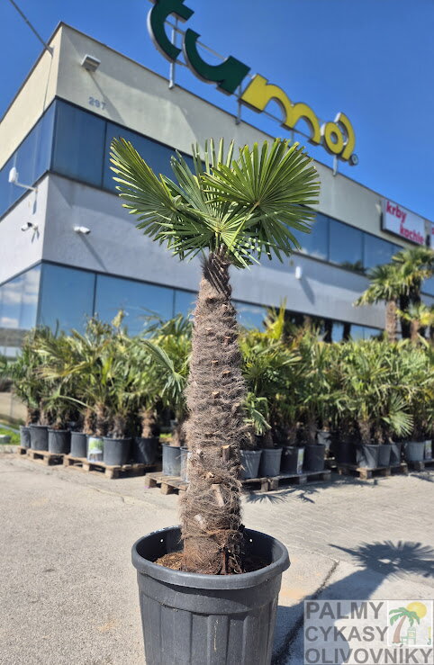 Trachycarpus Fortunei Galícia Lugo výška 210-230 cm kmeň 130cm 