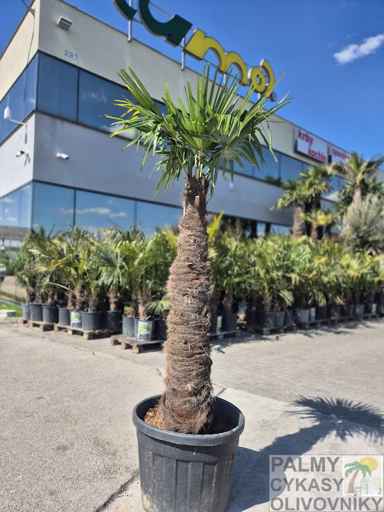Trachycarpus fortunei Galícia výška 215-235 cm kmeň 135 cm 