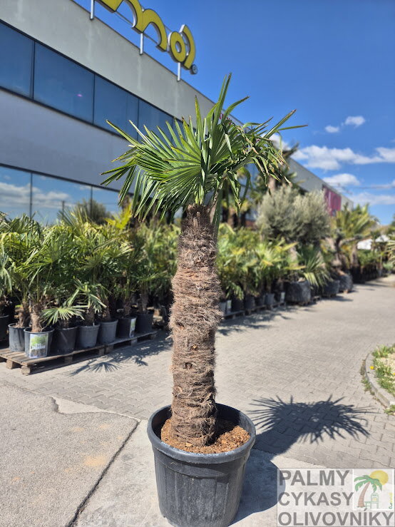 Trachycarpus Fortunei Galícia výška 220-240 cm kmeň 140 cm 