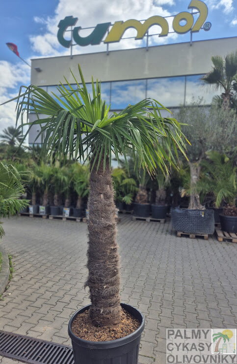 Trachycarpus Fortunei Galícia Lugo výška 225-245 cm kmeň 145 cm 