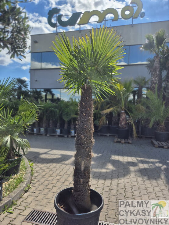 Trachycarpus Fortunei Galícia Lugo výška 230-250 cm kmeň 150 cm 