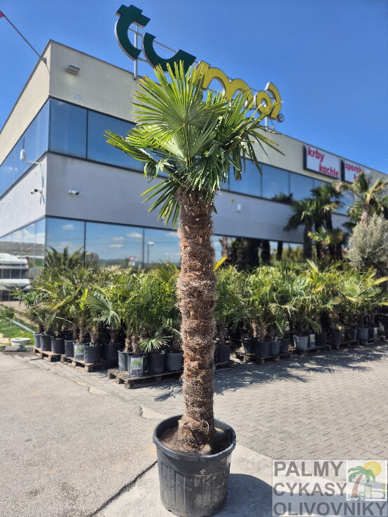 Trachycarpus Fortunei Galícia výška 290-310 cm kmeň 200 cm 