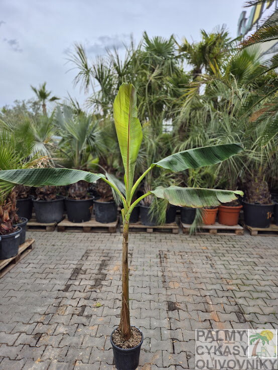 Banánovník Musa Sikkimensis Red Tiger -2/-4°C