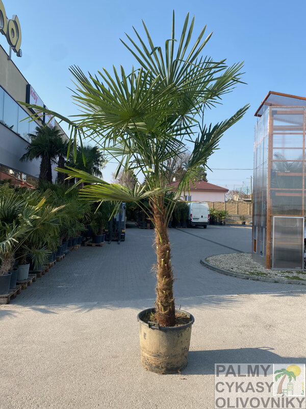 Trachycarpus Fortunei  severné Taliansko - možnosť výberu výšky kmeňa