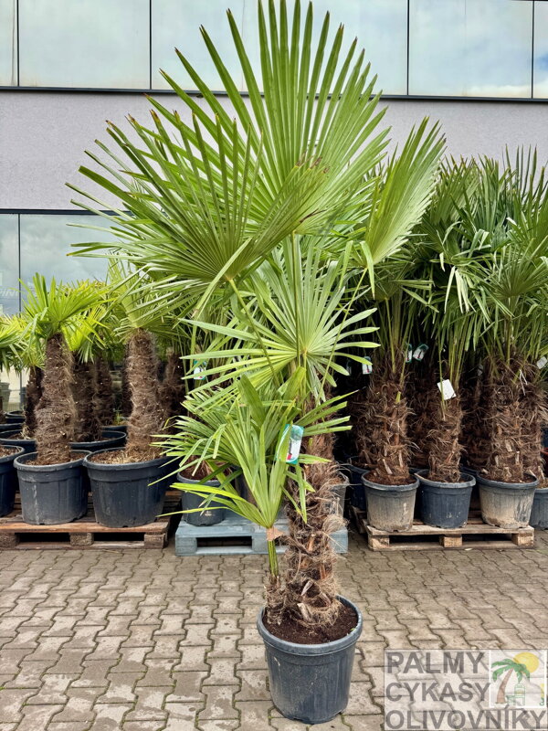 Trachycarpus Fortunei 200-230 cm, kmeň 60/80 cm