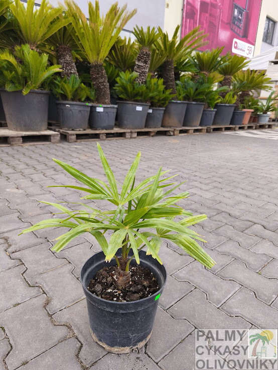 Trachycarpus Fortunei kmeň 5-10cm,  40-50cm výška
