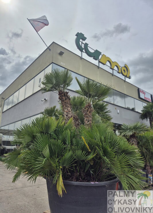 Chamaerops Humilis Vulcano ejemplar 230cm-300cm 500lt
