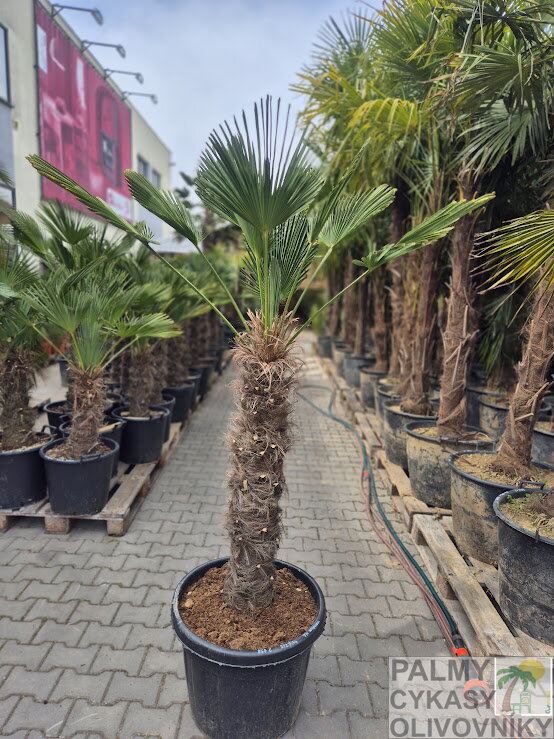 Trachycarpus wagnerianus výška 200-210 cm kmeň 90 cm 