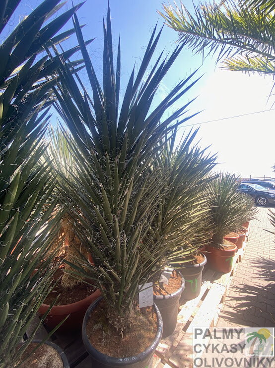 Yucca Filifera Australis 125-150cm