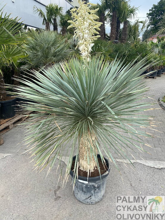 Yucca rostrata  kmeň 40-50cm