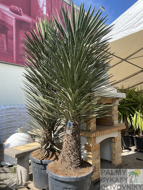Yucca Filifera Australis 200-225cm