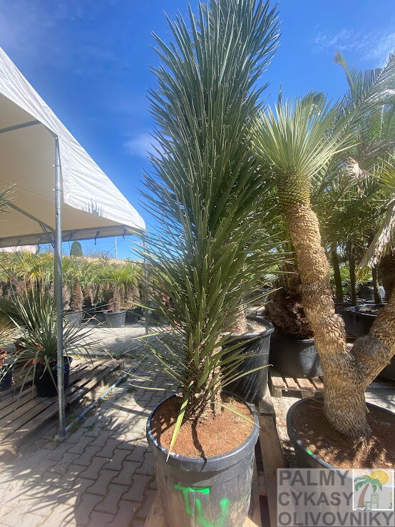 Yucca Filifera Australis 225-250cm