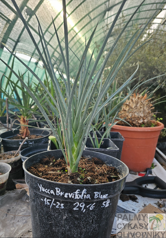 Yucca Brevifolia blue - semenáč 5Lt.