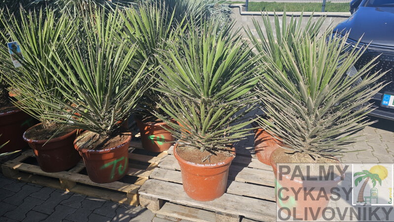 Yucca Filifera australis 60-80cm