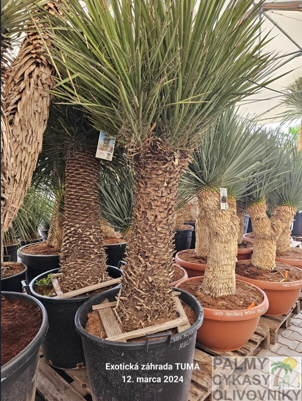 Yucca Filifera multihlavy výška 150-175cm 130 litrov