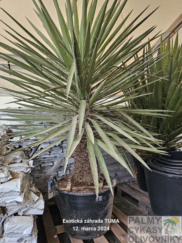 Yucca hibrid Filifera australis 150-175cm, 110Lt. Yucca hibrid Filifera australis 150-175cm, 110Lt.