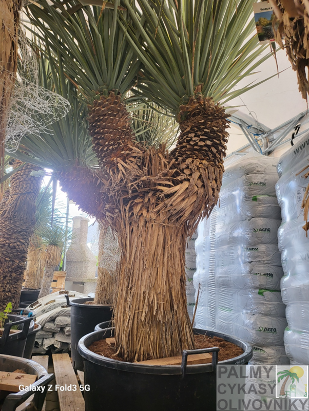 Yucca Rigida Ramificada výška 175-200cm