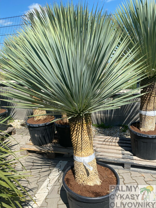 Yucca Rostrata výška 170-190cm Yucca Rostrata výška 170-190cm