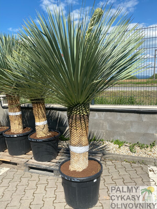 Yucca Rostrata výška 190-210cm Yucca Rostrata výška 190-210cm
