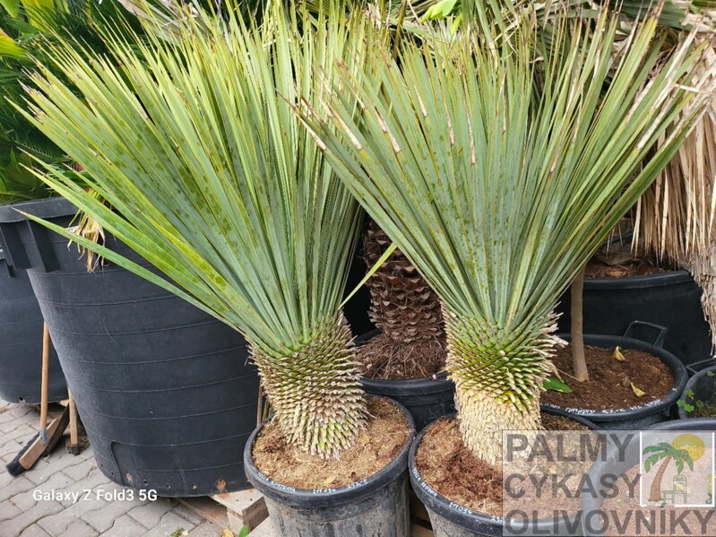 Yucca Rostrata  výška 120 - 140cm, kmeň 30 - 40cm