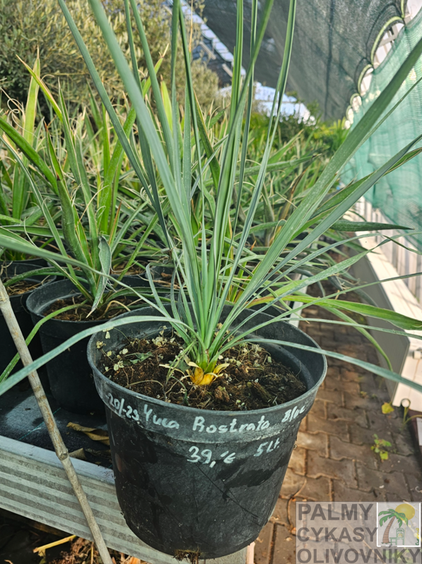 Yucca Rostrata blue semenáč 5Lt. Yucca Rostrata blue semenáč 5Lt.