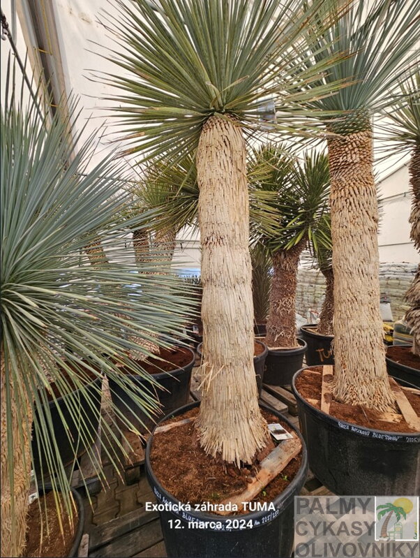 Yucca Rostrata blue swan kmeň 225 - 250cm 230 litrov