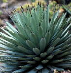 Agave Macroacantha 10 semien