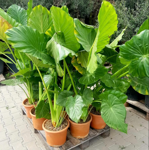 Alocasia Macrorrhiza 40Lt.