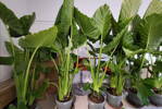 Alocasia Macrorrhiza 20Lt.