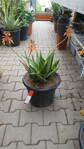 Aloe Brevifolia 40-50cm