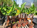 Banánovník Musa acuminata Red Dacca platano rojo 120-160cm