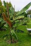 Banánovník Musa Sikkimensis - 10 semien