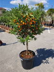Citrus kumquat - kumkvát 45L