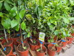 Citrus lima latifolia 15L