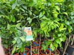 Citrus sinensis - pomarančovník 12L